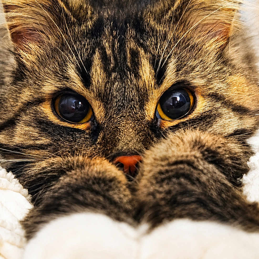 Berlioz participe au concours pour gagner de l'argent avec cette photo : cat, tabby_cat, close_up, eyes, paws, fur, whiskers, pet, animal, cute, cozy, blanket, indoor, portrait, feline, mammal, curious, soft, relaxed, domestic_animal