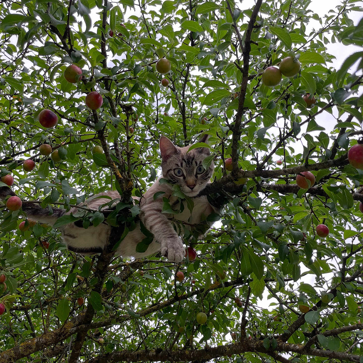 Diego a rejoint le concours — aidez-le/la à gagner de superbes lots ! animal, apple, bird, cat, citrusfruit, food, fruit, grapefruit, jungle, kitten, leaf, nature, outdoors, pear, persimmon, pet, plant, produce, tree, vegetation
