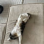 animal, cat, cozy, cushion, cute, feline, floor, fluffy, fur, home, indoor, lying_down, paws, pet, relaxed, resting, rug, tabby, tile, white