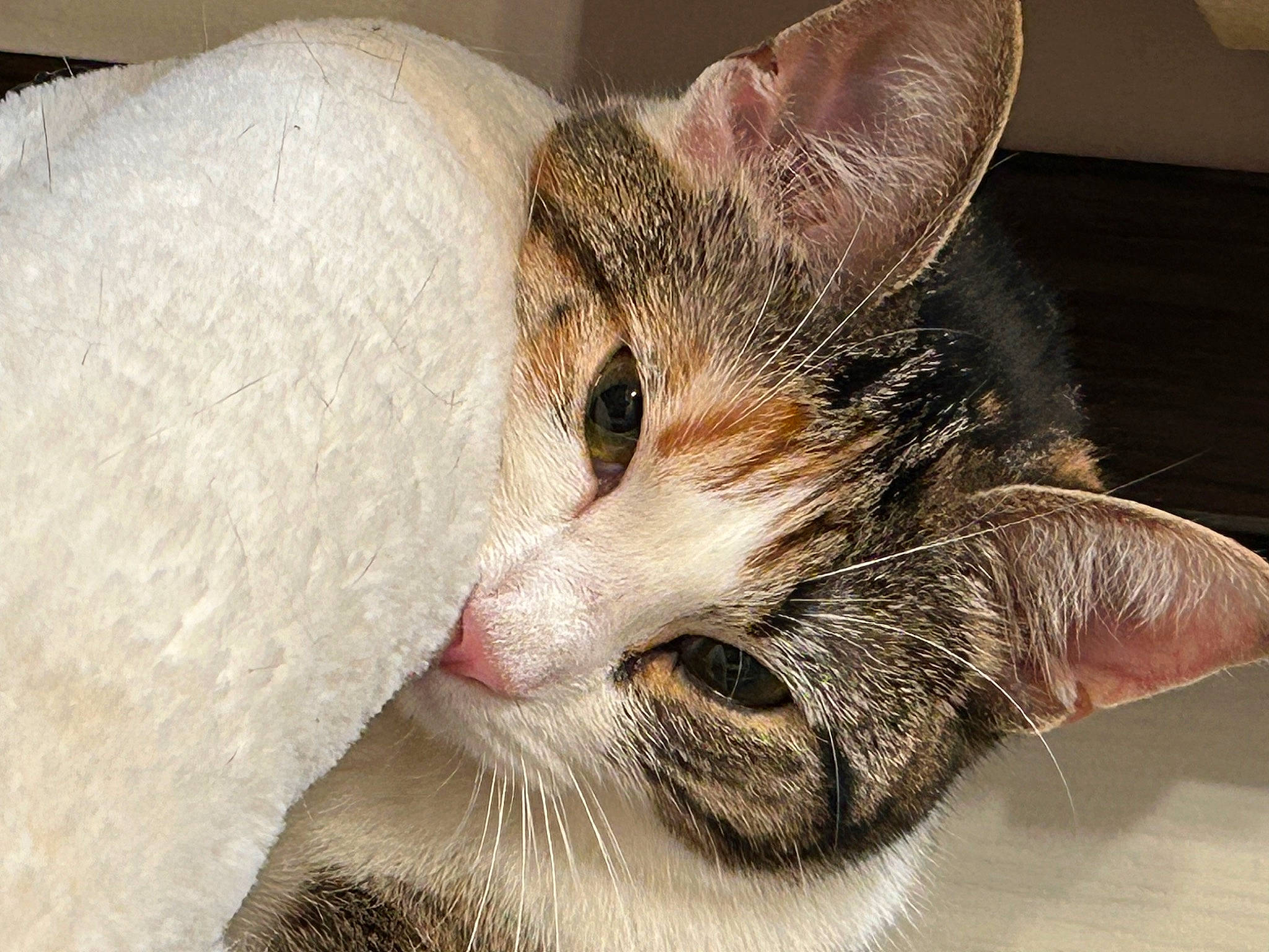 Jazzmin joined the competition — help win amazing prizes! carnivore, cat, claw, comfort, domestic_short_haired_cat, ear, felidae, foot, fur, nap, paw, sleep, small_to_medium_sized_cats, snout, tail, whiskers