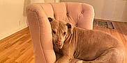 Mocha is registered to the contest to win money with this photo: dog, chair, indoor, wooden_floor, plush, pet, relaxed, furniture, living_room, cozy, brown_dog, seated, comfortable, home, floor_lamp, rug, calm, domestic, resting, canine