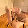 dog, chair, indoor, wooden_floor, plush, pet, relaxed, furniture, living_room, cozy, brown_dog, seated, comfortable, home, floor_lamp, rug, calm, domestic, resting, canine