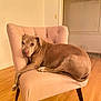dog, brown_dog, chair, pink_chair, wooden_floor, indoor, pet, relaxed, cushioned_chair, furniture, canine, domestic_animal, resting, living_room, cozy, animal, four_legs, ears, tail, floor