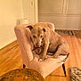 dog, brown_dog, armchair, pink_chair, wooden_floor, table, indoor, pet, furniture, living_room, floor_rug, shy_dog, cozy, home, seated, animal, canine, domestic, looking, chair