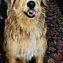 dog, blue_eyes, fluffy, happy, tongue_out, indoor, carpet, patterned_rug, smiling, pet, canine, fur, sitting, animal, close_up, friendly, domestic, cute, portrait, companion