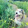Rocky joined the competition — help win amazing prizes! dog, wildflowers, trail, nature, outdoor, happy, tongue_out, grass, blurred_background, greenery, sunny, animal, fur, path, field, plant, pet, canine, daytime, scenic