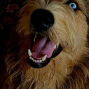 Rocky joined the competition — help win amazing prizes! dog, close_up, blue_eye, teeth, tongue, fur, happy, pet, animal, canine, portrait, mouth_open, snout, whiskers, dark_background, floral_pattern, wet_fur, expression, muzzle, domestic_animal