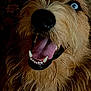 dog, close_up, blue_eye, teeth, tongue, fur, happy, pet, animal, canine, portrait, mouth_open, snout, whiskers, dark_background, floral_pattern, wet_fur, expression, muzzle, domestic_animal