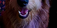 Rocky is registered to the contest to win money with this photo: dog, fluffy, blue_eye, smiling, happy, portrait, pet, animal, indoor, fur, canine, closeup, face, friendly, cute, domestic_animal, companion, looking_up, brown_fur, golden_fur