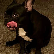 Oreo joined the competition — help win amazing prizes! dog, black_dog, tongue, licking, pet, indoor, carpet, white_patch, cute, animal, canine, sitting, funny_expression, ears, paw, fur, domestic_animal, portrait, companion, pet_indoor