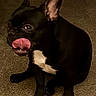 dog, black_dog, tongue, licking, pet, indoor, carpet, white_patch, cute, animal, canine, sitting, funny_expression, ears, paw, fur, domestic_animal, portrait, companion, pet_indoor