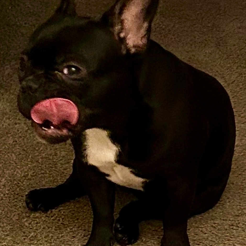Oreo joined the competition — help win amazing prizes! dog, black_dog, tongue, licking, pet, indoor, carpet, white_patch, cute, animal, canine, sitting, funny_expression, ears, paw, fur, domestic_animal, portrait, companion, pet_indoor