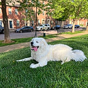 Boston is registered to the contest to win money with this photo: dog, white_dog, grass, lawn, outdoor, sunlight, tree, bench, car, sidewalk, residential, happy, tongue_out, pet, canine, relaxed, nature, daytime, fur, summer