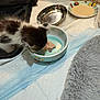 Sushi is registered to the contest to win money with this photo: kitten, cat, food, bowl, wet_food, carpet, pet_dishes, curious, small_animal, indoor, furry, young_cat, feeding, cozy, blanket, floor, close_up, domestic_cat, pet, animal