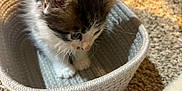 Sushi is registered to the contest to win money with this photo: kitten, cat, basket, carpet, toy, spring_toy, indoor, pet, fur, small, cute, animal, home, curious, cozy, soft, playful, feline, whiskers, young