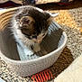kitten, cat, basket, carpet, toy, spring_toy, indoor, pet, fur, small, cute, animal, home, curious, cozy, soft, playful, feline, whiskers, young