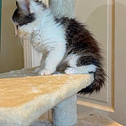 Sushi is registered to the contest to win money with this photo: kitten, cat, cat_tree, feline, pet, indoor, animal, fur, white, black, fluffy, young, cute, side_view, platform, resting, curious, domestic, soft, quiet
