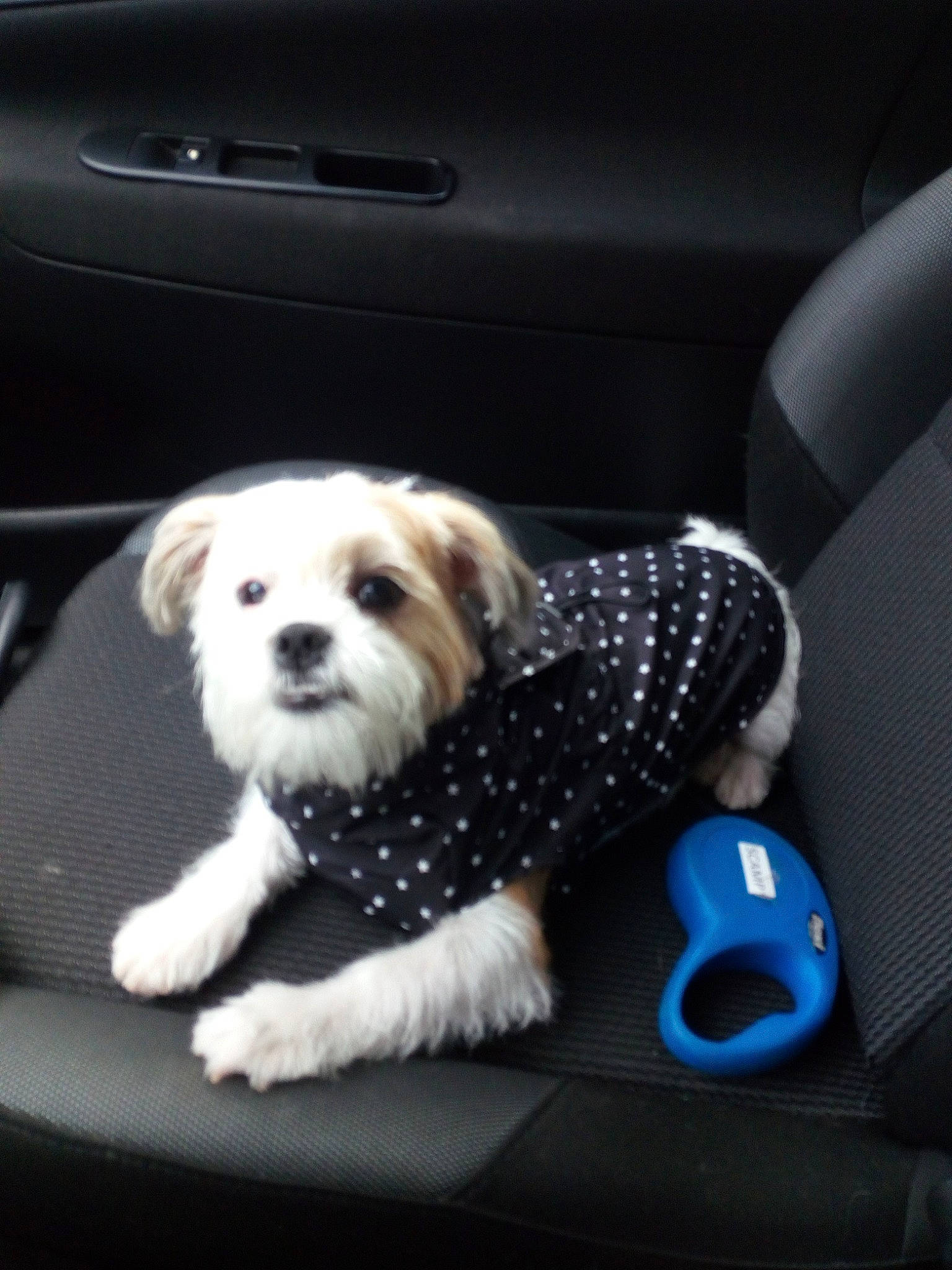 Scamp participe au concours pour gagner de l'argent avec cette photo : canidae, car, car_seat, carnivore, cavachon, cockapoo, companion_dog, dog, dog_breed, havanese, lhasa_apso, maltese, morkie, puppy, puppy_love, schnoodle, shih_tzu, snout, toy_dog, vehicle