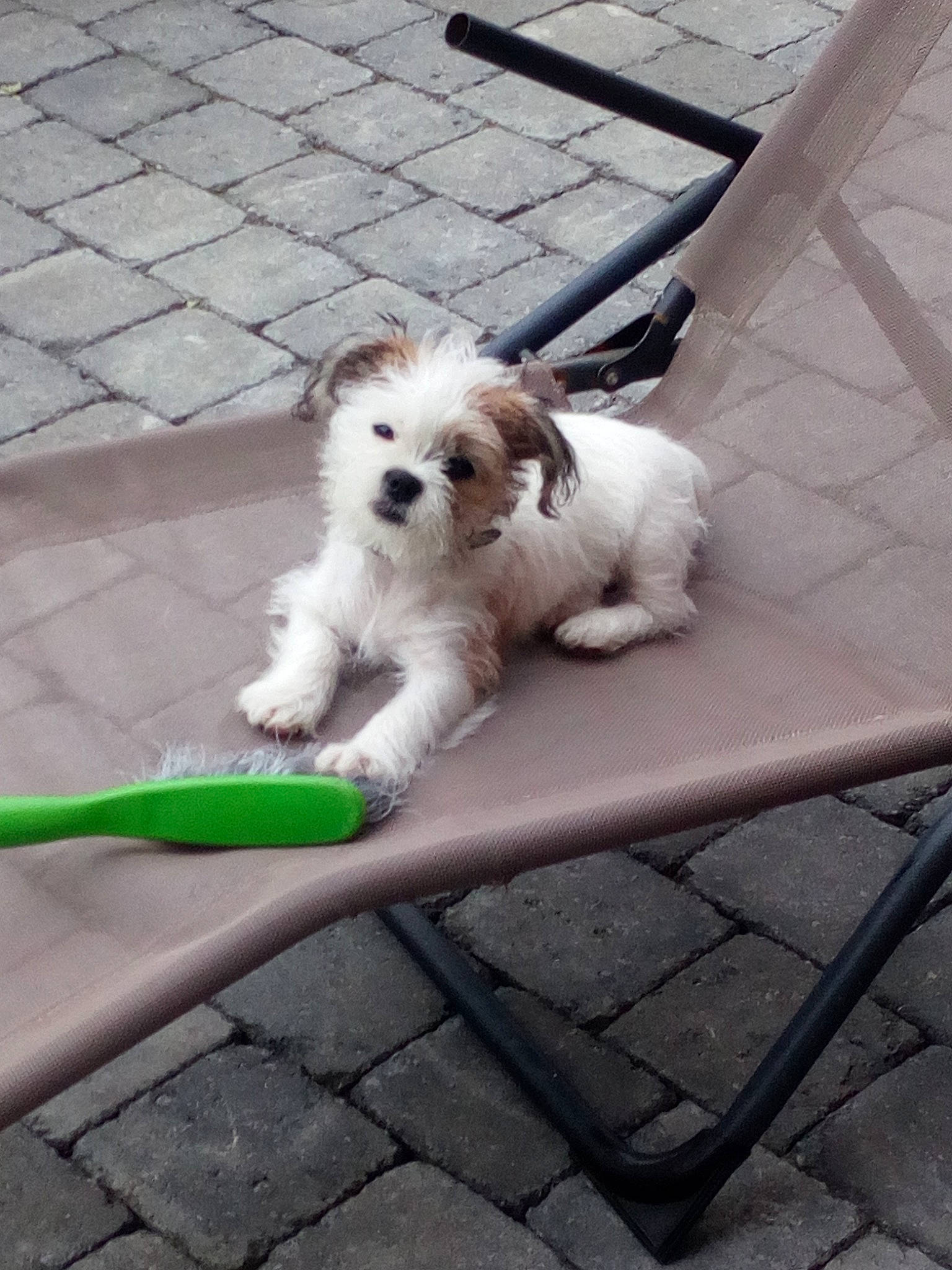 Scamp a rejoint le concours — aidez-le/la à gagner de superbes lots ! canidae, carnivore, cavachon, companion_dog, coton_de_tulear, dog, dog_breed, havanese, kyi_leo, lhasa_apso, lowchen, mal_shi, mammal, petit_basset_griffon_vendeen, puppy, schnoodle, shih_tzu, sporting_lucas_terrier, tibetan_terrier, vertebrate