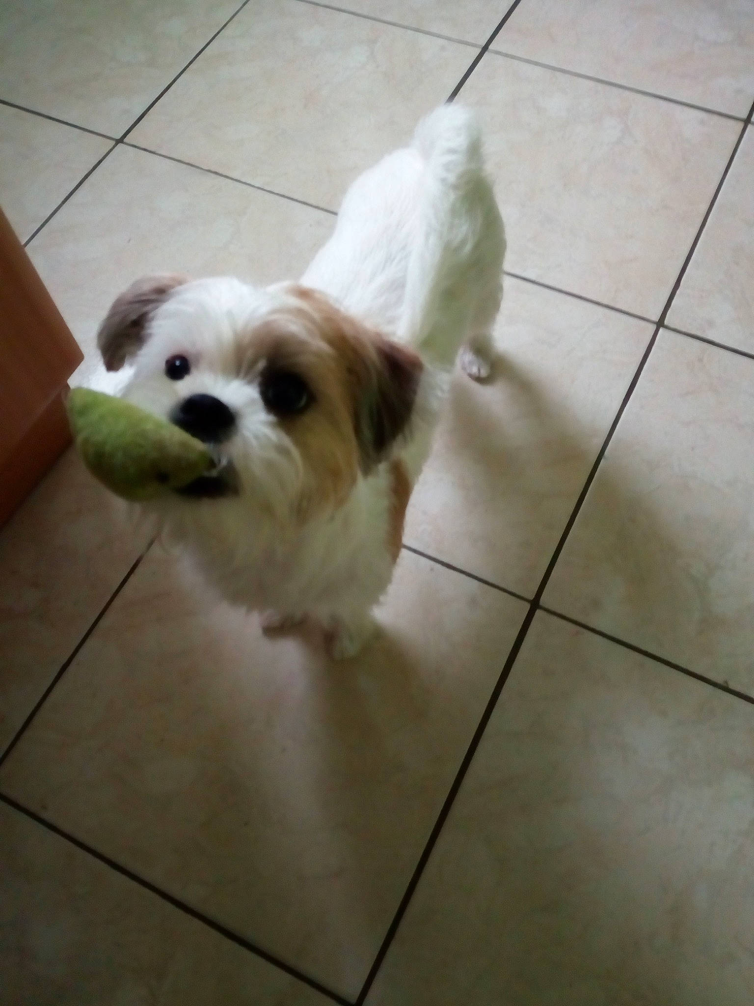 Scamp participe au concours pour gagner de l'argent avec cette photo : canidae, carnivore, cavachon, chinese_imperial_dog, companion_dog, dog, dog_breed, havanese, kyi_leo, lhasa_apso, mal_shi, maltepoo, maltese, mammal, puppy, rare_breed_dog, shih_tzu, tile, toy_dog, vertebrate