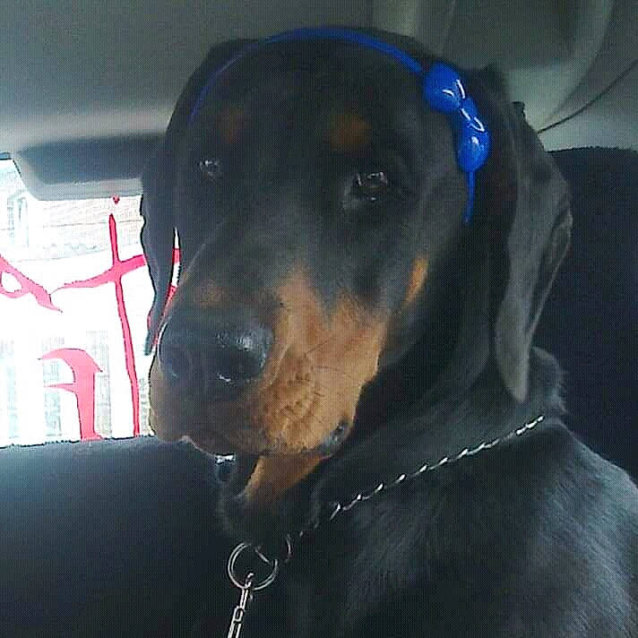 Ares participe au concours pour gagner de l'argent avec cette photo : austrian_black_and_tan_hound, black_and_tan_coonhound, canidae, carnivore, dobermann, dog, dog_breed, ear, guard_dog, hellenikos_ichnilatis, hunting_dog, mammal, montenegrin_mountain_hound, pinscher, polish_hunting_dog, rottweiler, snout, transylvanian_hound, vertebrate, working_dog