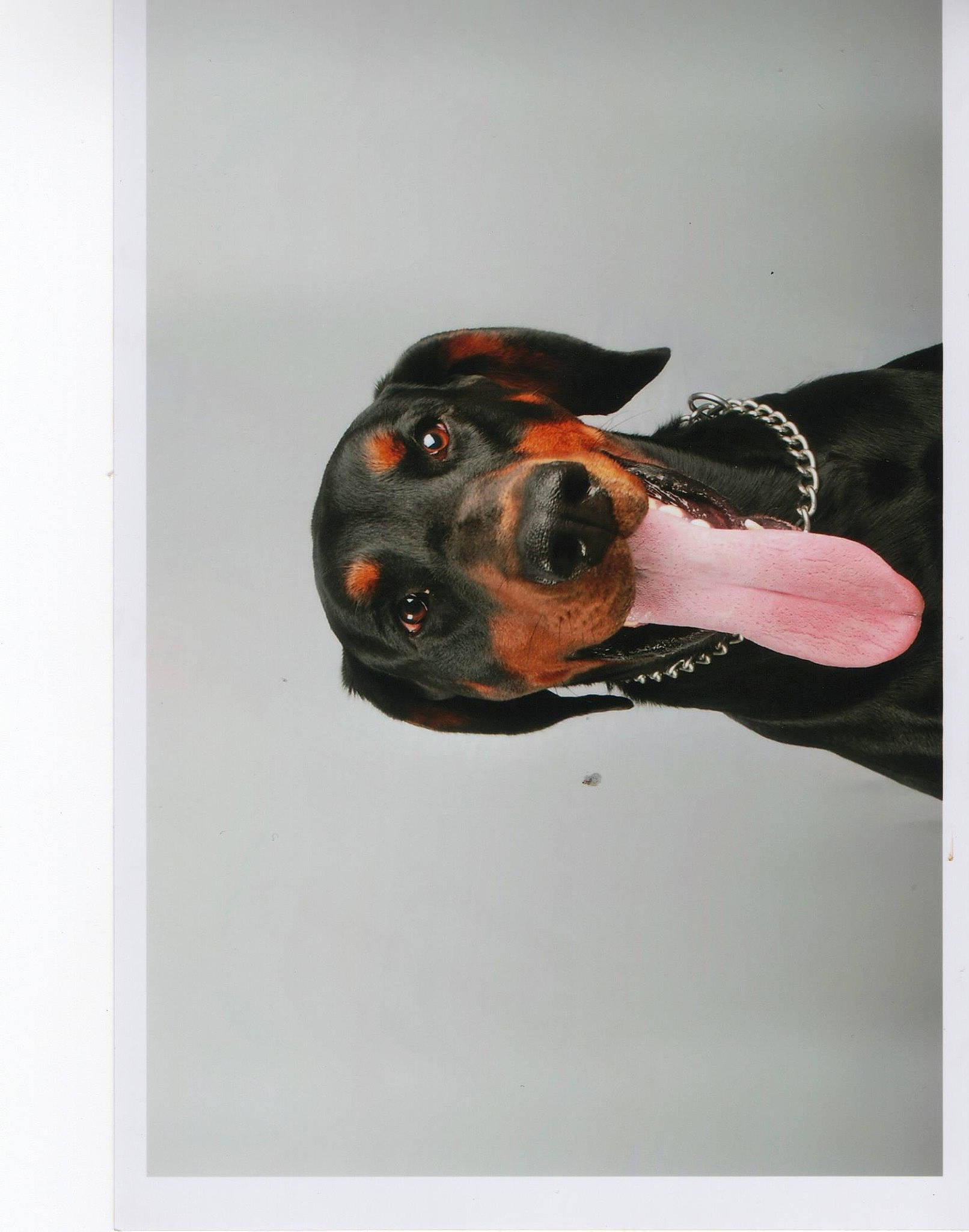 Ares participe au concours pour gagner de l'argent avec cette photo : canidae, carnivore, coonhound, dobermann, dog, dog_breed, ear, gordon_setter, guard_dog, rottweiler, snout, sporting_group, working_dog