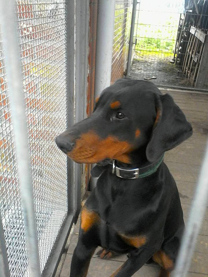 Ares a rejoint le concours — aidez-le/la à gagner de superbes lots ! austrian_black_and_tan_hound, canidae, carnivore, dobermann, dog, dog_breed, german_pinscher, guard_dog, hellenikos_ichnilatis, hunting_dog, lithuanian_hound, mammal, montenegrin_mountain_hound, pinscher, polish_hunting_dog, snout, transylvanian_hound, tyrolean_hound, vertebrate, working_dog