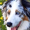 dog, australian_shepherd, close_up, heterochromia, blue_eye, brown_eye, tongue_out, happy, pet, animal, fur, portrait, outdoor, grass, yellow_flowers, nature, canine, muzzle, ears, snout