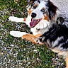 dog, australian_shepherd, blue_eye, brown_eye, grass, gravel, outdoor, pet, canine, happy, tongue_out, fur, animal, leash, collar, sidewalk, wall, nature, looking_up, playful