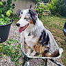 dog, australian_shepherd, wheelbarrow, garden, greenery, flowers, grass, stone_path, outdoor, pet, happy, tongue_out, sitting, fur, nature, leaves, summer, sunny, collar, yard