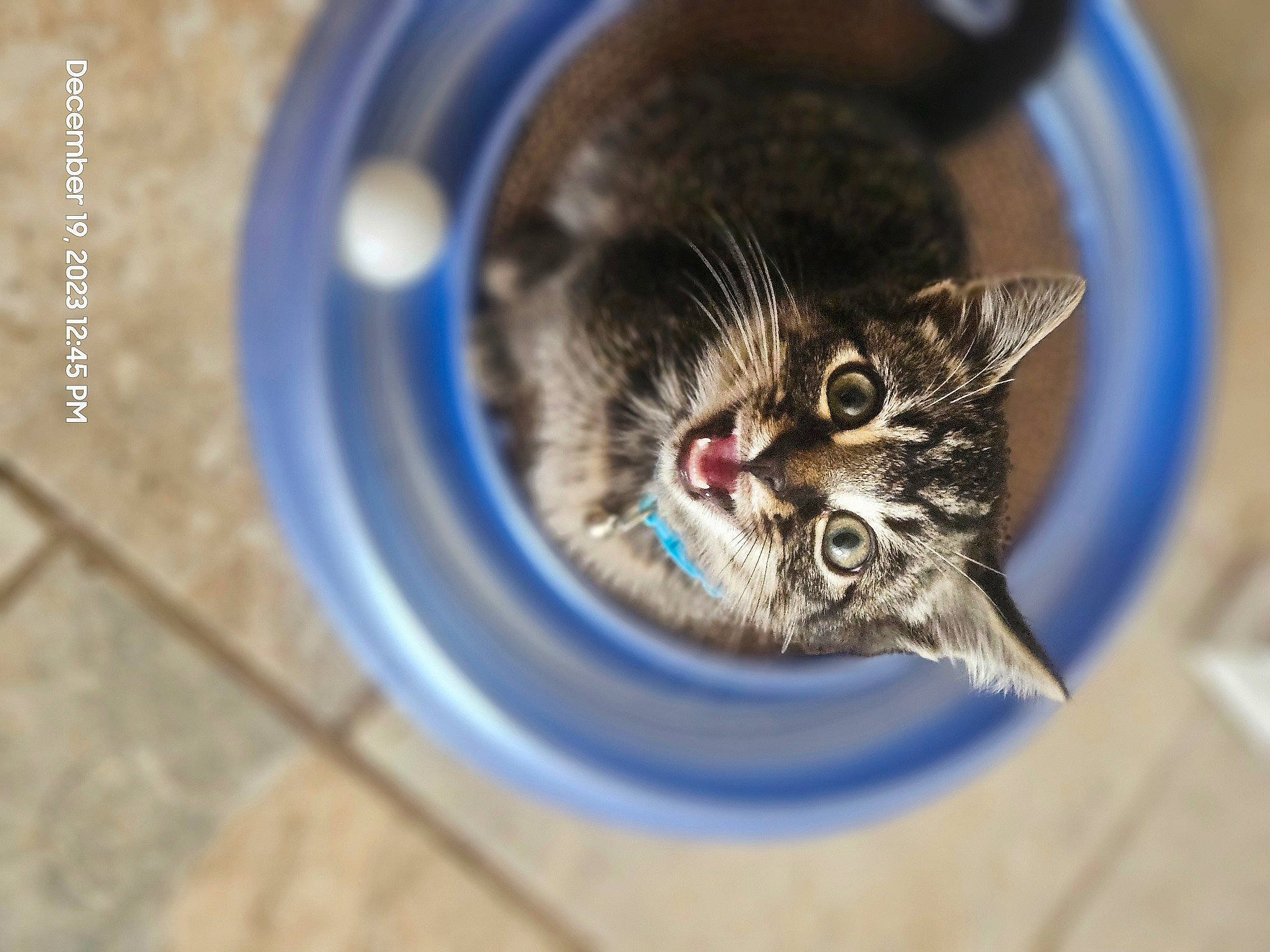 Miles joined the competition — help win amazing prizes! automotive_tire, carnivore, cat, cat_supply, circle, domestic_short_haired_cat, door, electric_blue, felidae, fur, iris, macro_photography, pet_supply, rim, small_to_medium_sized_cats, snout, terrestrial_animal, whiskers, wildlife, window