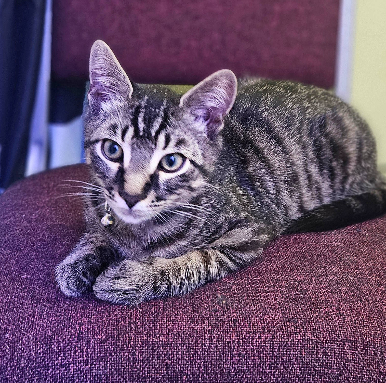 Miles is registered to the contest to win money with this photo: carnivore, cat, domestic_short_haired_cat, felidae, fur, grass, paw, purple, sitting, small_to_medium_sized_cats, snout, terrestrial_animal, tree, whiskers, wildlife