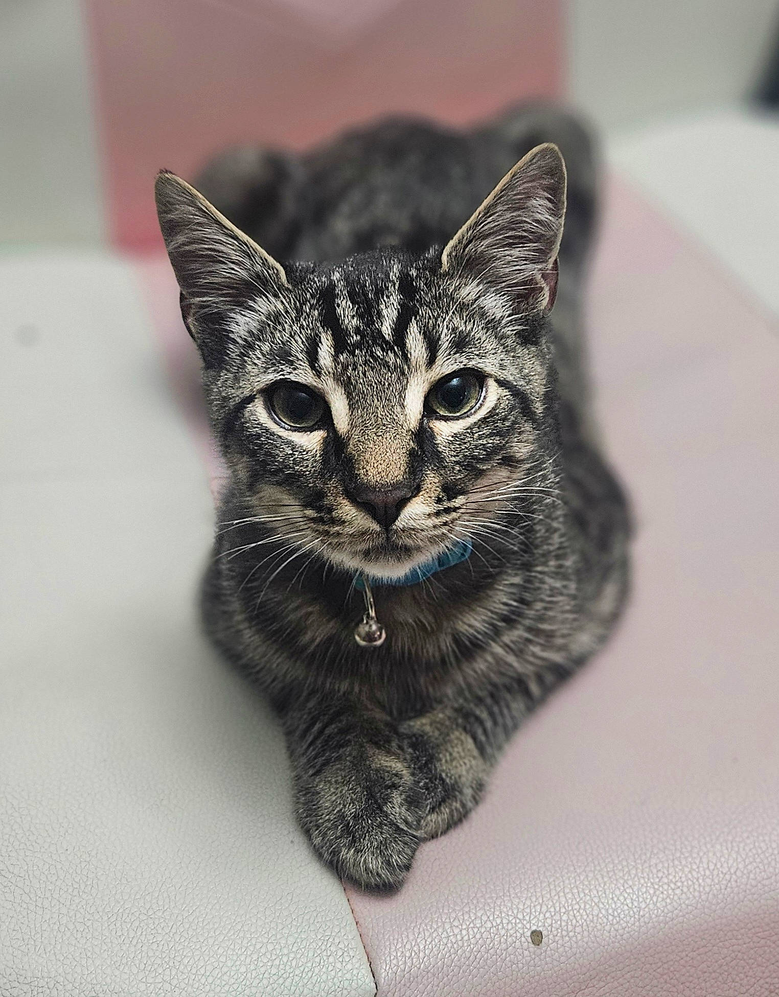 Miles is registered to the contest to win money with this photo: art, carnivore, cat, cat_supply, claw, domestic_short_haired_cat, felidae, fur, grey, lynx, macro_photography, small_to_medium_sized_cats, snout, tail, terrestrial_animal, tree, whiskers, wildlife, window