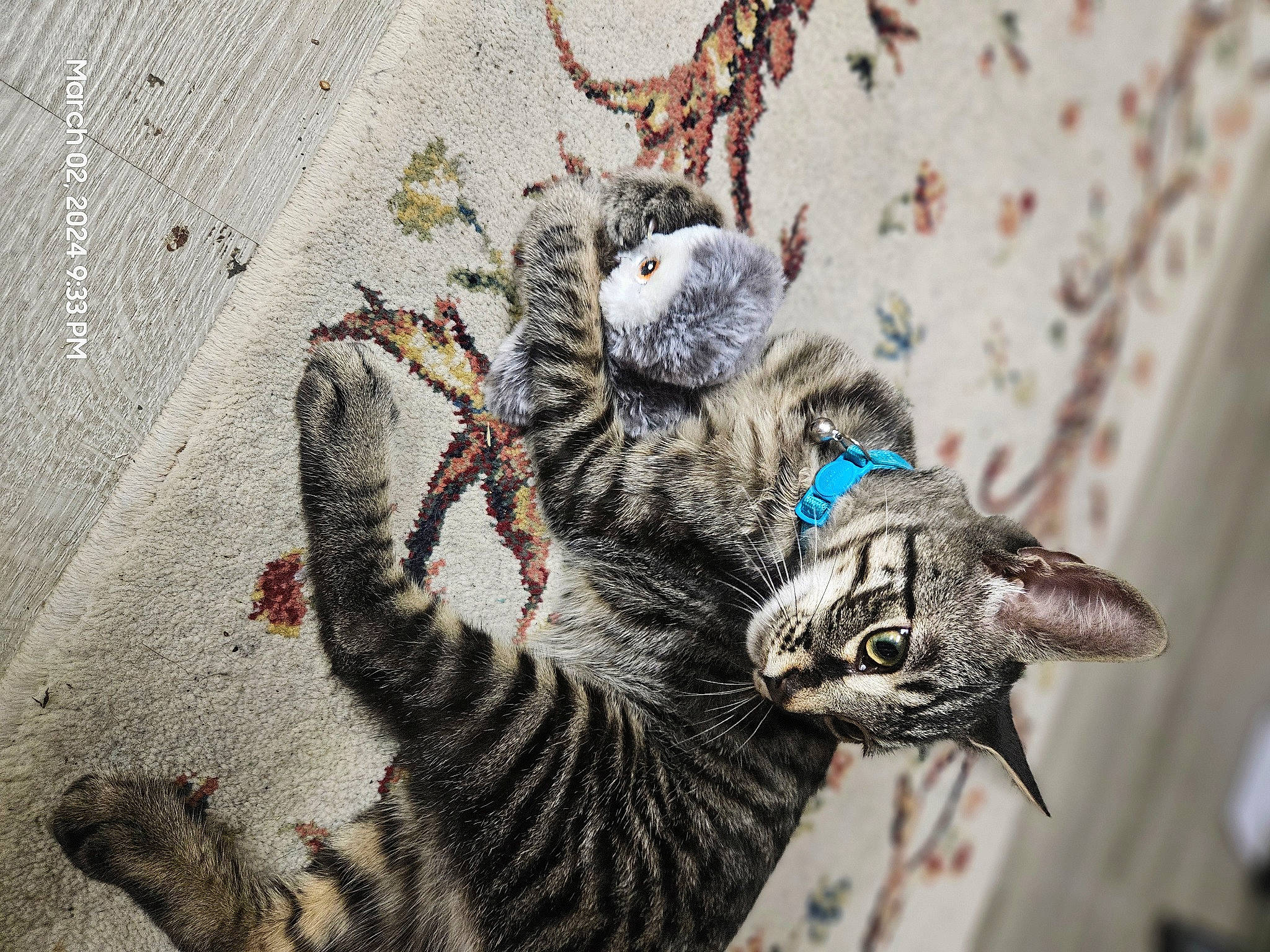 Miles is registered to the contest to win money with this photo: art, carnivore, cat, claw, domestic_short_haired_cat, fashion_accessory, felidae, fur, grey, ornament, pattern, paw, small_to_medium_sized_cats, snout, tail, terrestrial_animal, tree, twig, whiskers, wildlife