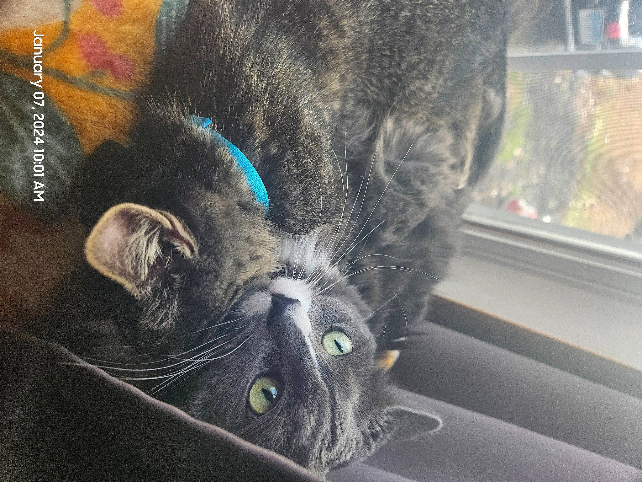 Noelle joined the competition — help win amazing prizes! black_cat, carnivore, cat, claw, comfort, domestic_short_haired_cat, ear, felidae, fur, grey, nap, paw, sleep, small_to_medium_sized_cats, snout, tail, whiskers, window