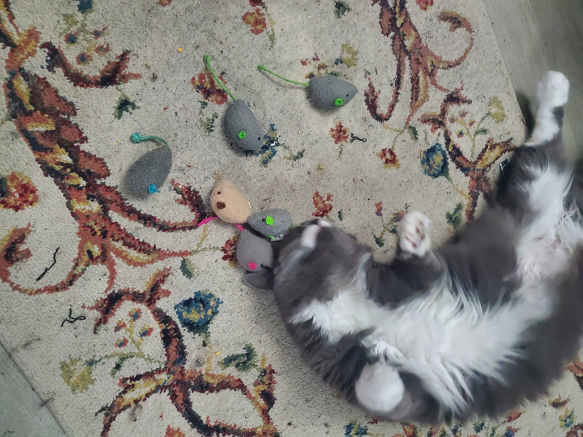 Noelle is registered to the contest to win money with this photo: art, carnivore, cat, craft, creative_arts, fawn, felidae, flooring, fur, linens, motif, needlework, pattern, paw, small_to_medium_sized_cats, tail, textile, visual_arts, whiskers, woven_fabric