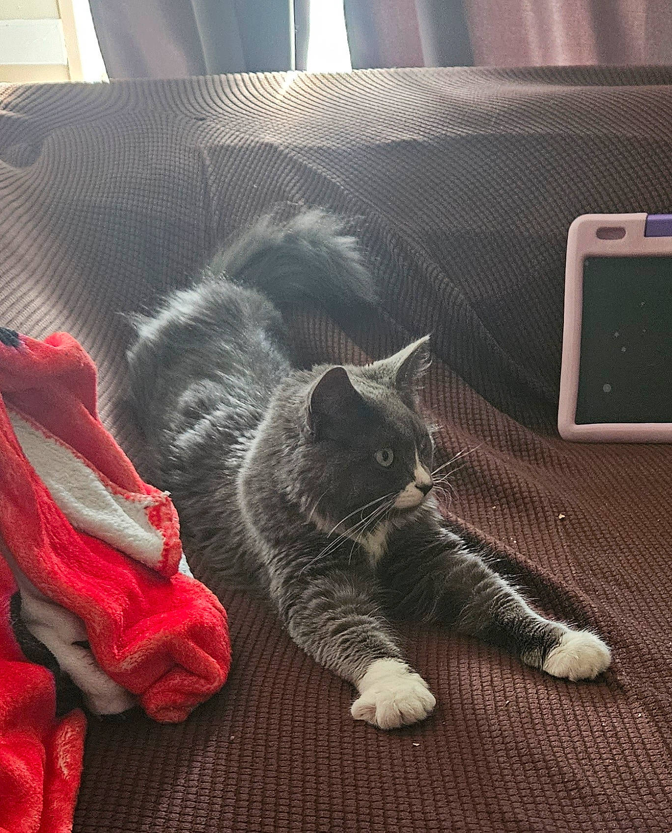 Noelle joined the competition — help win amazing prizes! black_cat, carnivore, cat, comfort, domestic_short_haired_cat, felidae, flooring, fur, grey, hardwood, human_leg, output_device, paw, sitting, sky, small_to_medium_sized_cats, tail, whiskers, window, wood