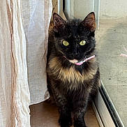 Jolene a rejoint le concours — aidez-le/la à gagner de superbes lots ! cat, tortoiseshell_cat, pet, indoor, curtain, window, collar, animal, feline, yellow_eyes, close_up, looking_at_camera, curious, adorable, domestic_cat, fur, whiskers, reflection, floor, natural_light