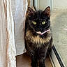 adorable, animal, cat, close_up, collar, curious, curtain, domestic_cat, feline, floor, fur, indoor, looking_at_camera, natural_light, pet, reflection, tortoiseshell_cat, whiskers, window, yellow_eyes