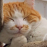 Ouragan participe au concours pour gagner de l'argent avec cette photo : cat, orange_cat, white_cat, sleeping, sleepy, eyes_closed, whiskers, pink_nose, paw, fur, closeup, portrait, pet, animal, cozy, blanket, indoors, resting, relaxed, window