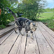 Wendy is registered to the contest to win money with this photo: animal, cat, closeup, daylight, feline, focus, fur, grass, greenery, nature, outdoor, pet, plant, summer, tabby, tail, tree, walking, whiskers, wooden_deck
