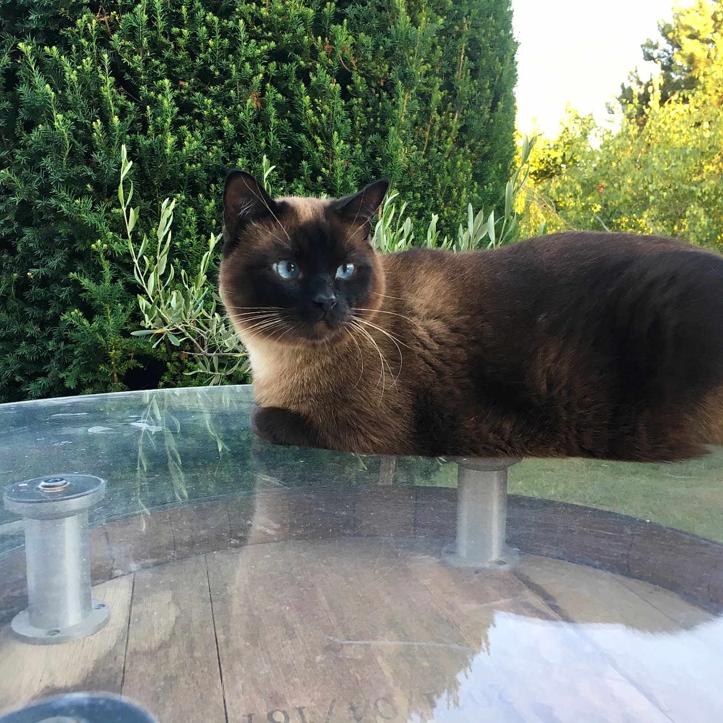 Ptilou participe au concours pour gagner de l'argent avec cette photo : animal, blue_eyes, bush, calm, cat, closeup, daytime, feline, fur, glass_table, greenery, nature, outdoor, pet, reflection, relaxing, resting, siamese_cat, sunlight, whiskers