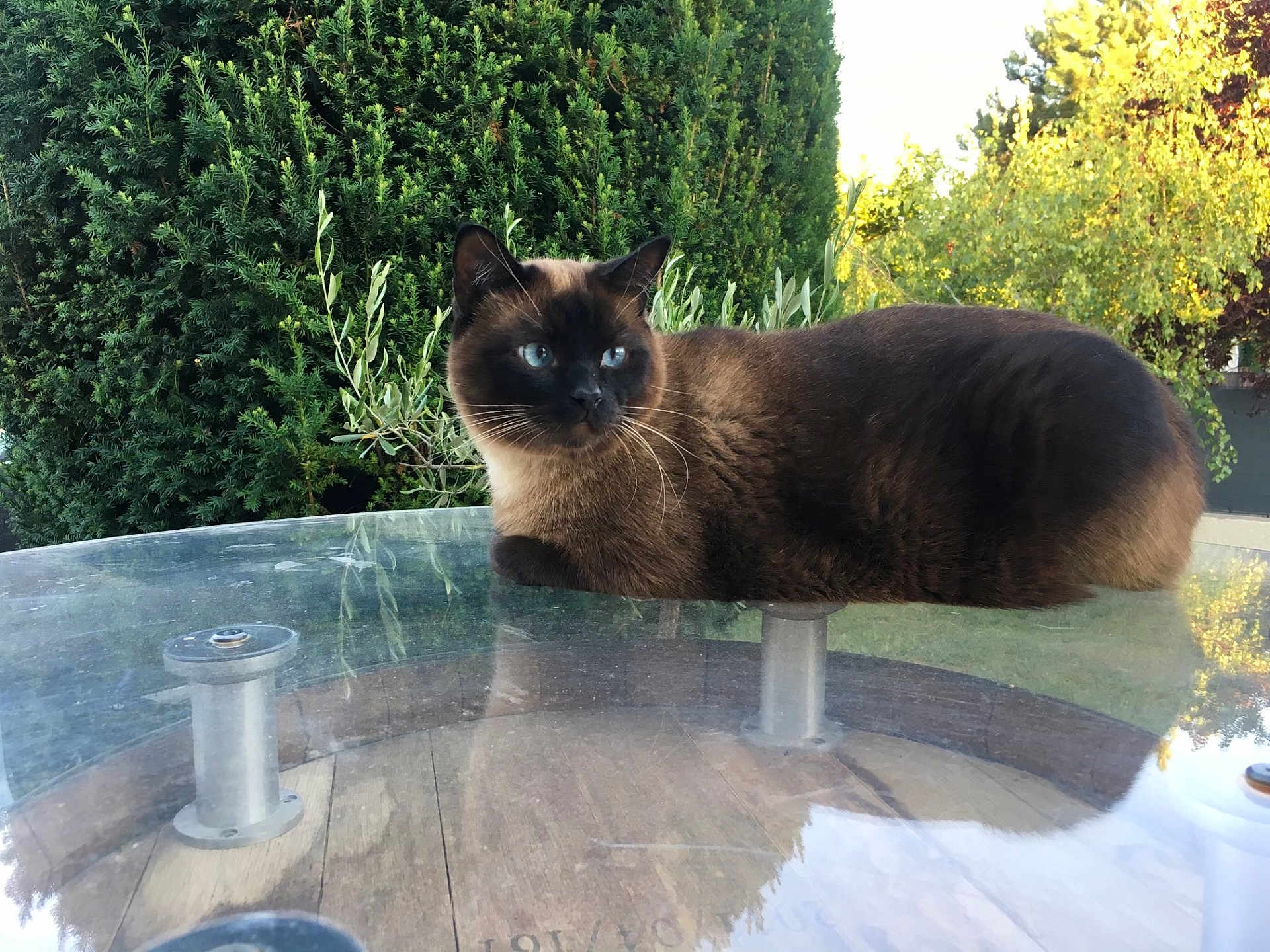 Ptilou participe au concours pour gagner de l'argent avec cette photo : cat, siamese_cat, glass_table, outdoor, greenery, bush, nature, animal, feline, pet, relaxing, sunlight, reflection, fur, whiskers, blue_eyes, calm, resting, daytime, closeup