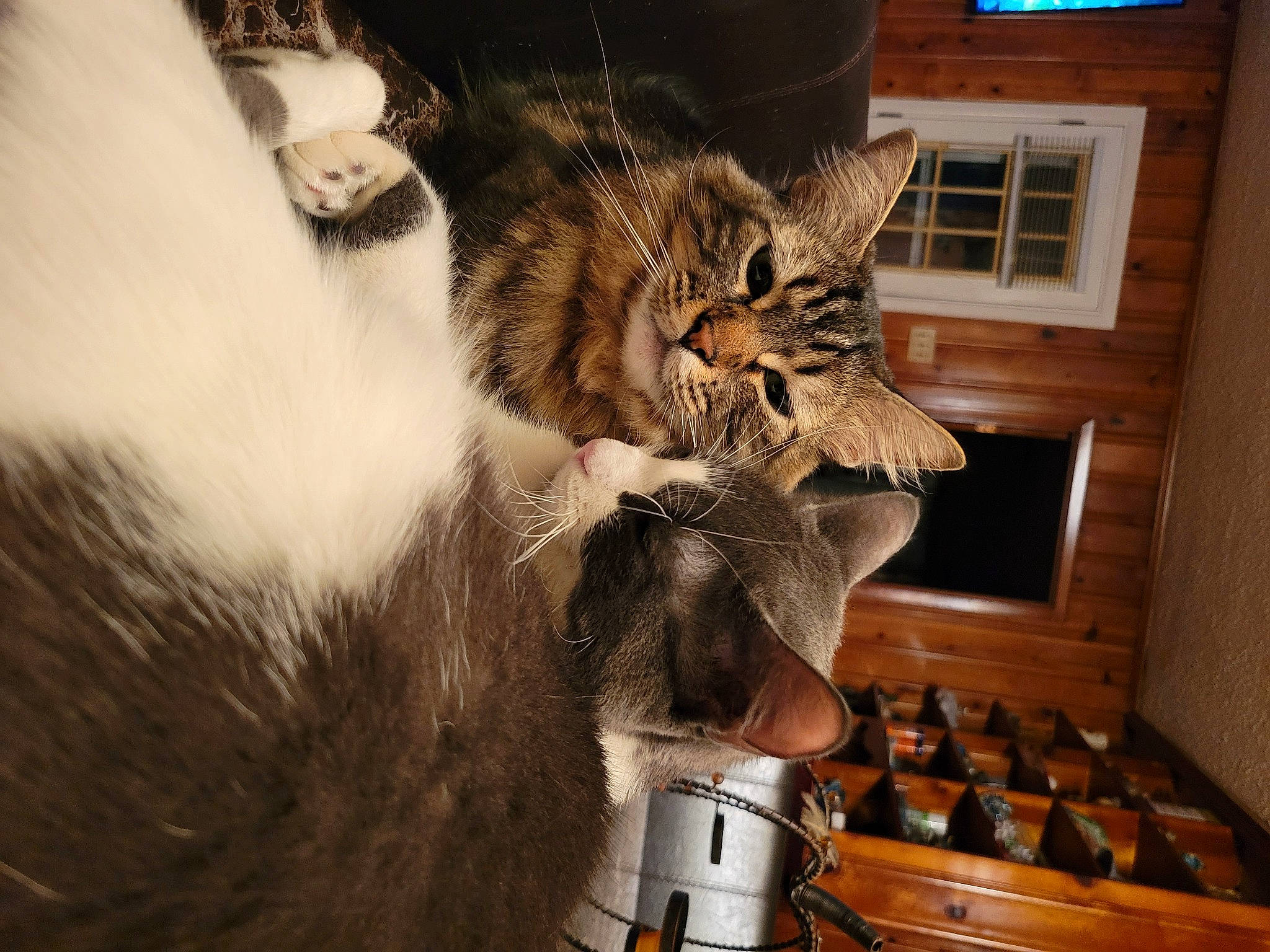 Snickers is registered to the contest to win money with this photo: cabinetry, carnivore, cat, claw, comfort, domestic_short_haired_cat, drawer, felidae, fur, kitchen, kitchen_appliance, paw, shelf, shelving, small_to_medium_sized_cats, snout, tail, whiskers, window, wood