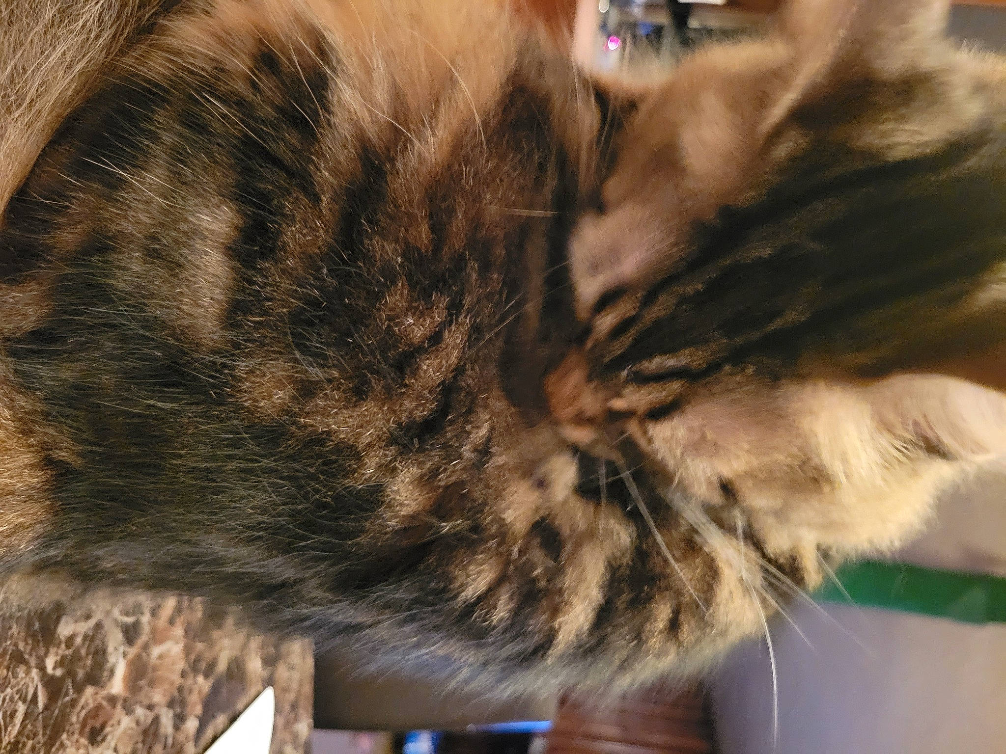 Snickers is registered to the contest to win money with this photo: carnivore, cat, claw, domestic_short_haired_cat, felidae, flooring, fur, nap, natural_material, paw, sleep, small_to_medium_sized_cats, tail, terrestrial_animal, whiskers