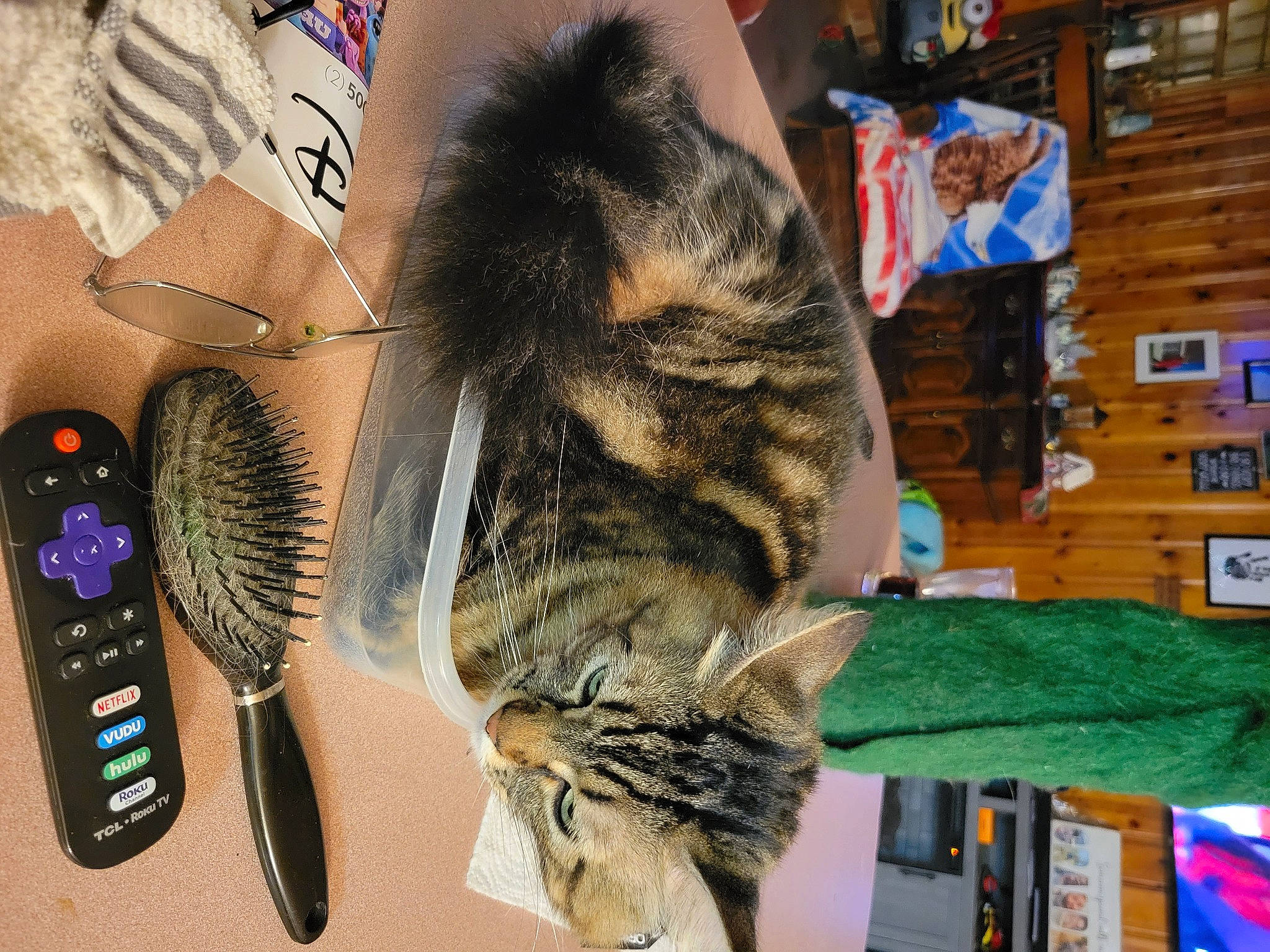 Snickers joined the competition — help win amazing prizes! art, cat, communication_device, domestic_short_haired_cat, eyelash, eyewear, feather, felidae, font, fur, mobile_phone, nail, pattern, portable_communications_device, room, shelf, small_to_medium_sized_cats, tail, visual_arts, whiskers