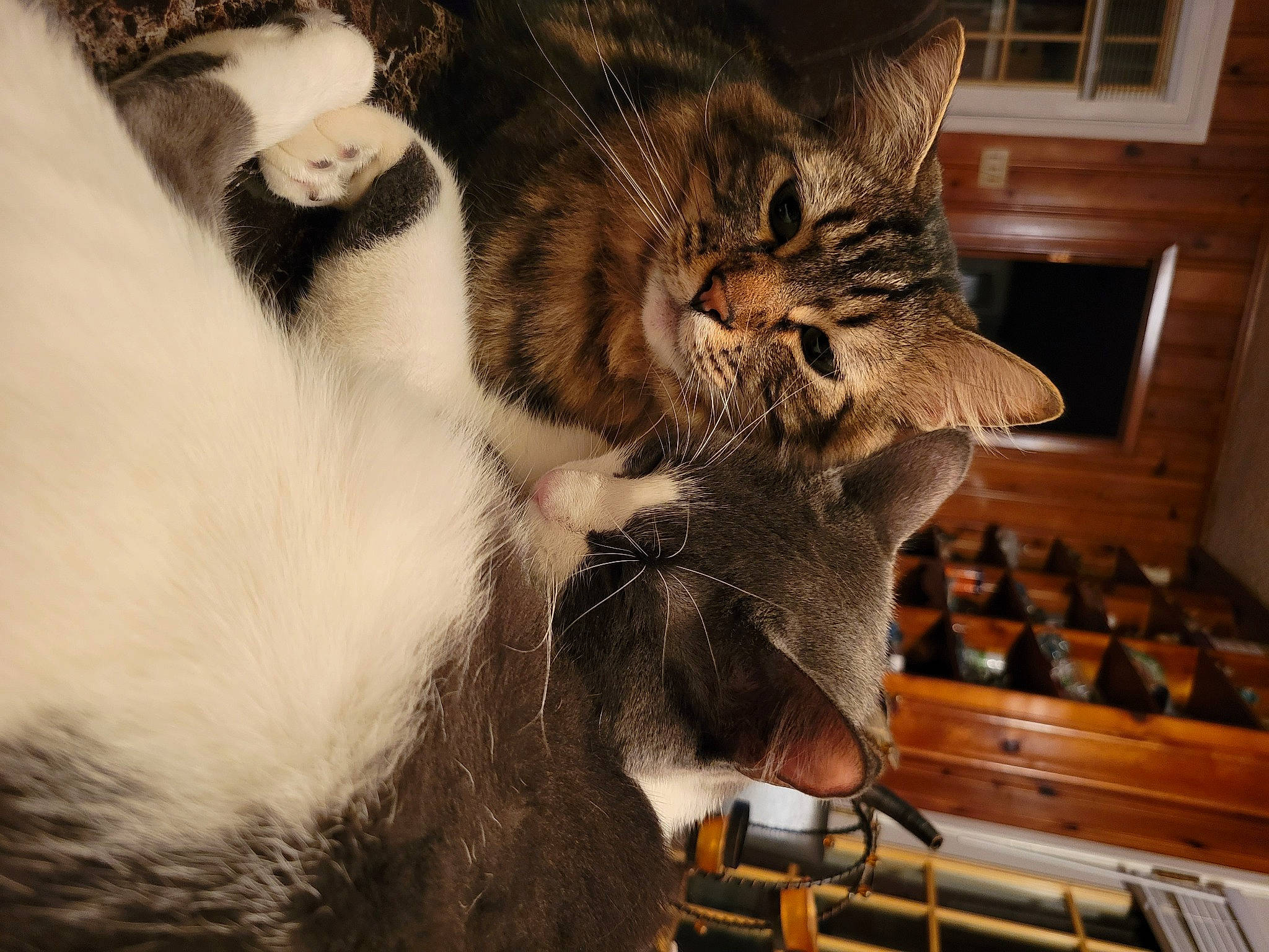 Snickers joined the competition — help win amazing prizes! carnivore, cat, cat_supply, claw, comfort, domestic_short_haired_cat, ear, felidae, fur, metal, nap, paw, shelf, small_to_medium_sized_cats, snout, tail, tree, whiskers, window, wood