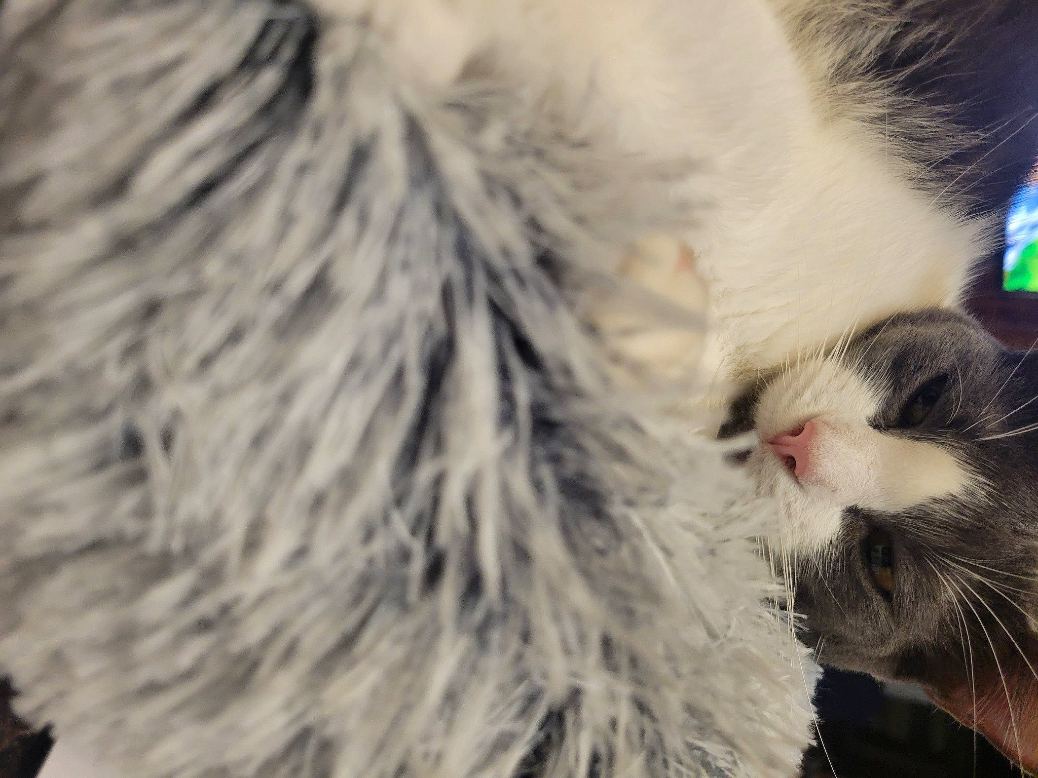 Sunshine is registered to the contest to win money with this photo: carnivore, cat, close_up, eye, felidae, fur, paw, plant, small_to_medium_sized_cats, snout, tail, terrestrial_animal, whiskers