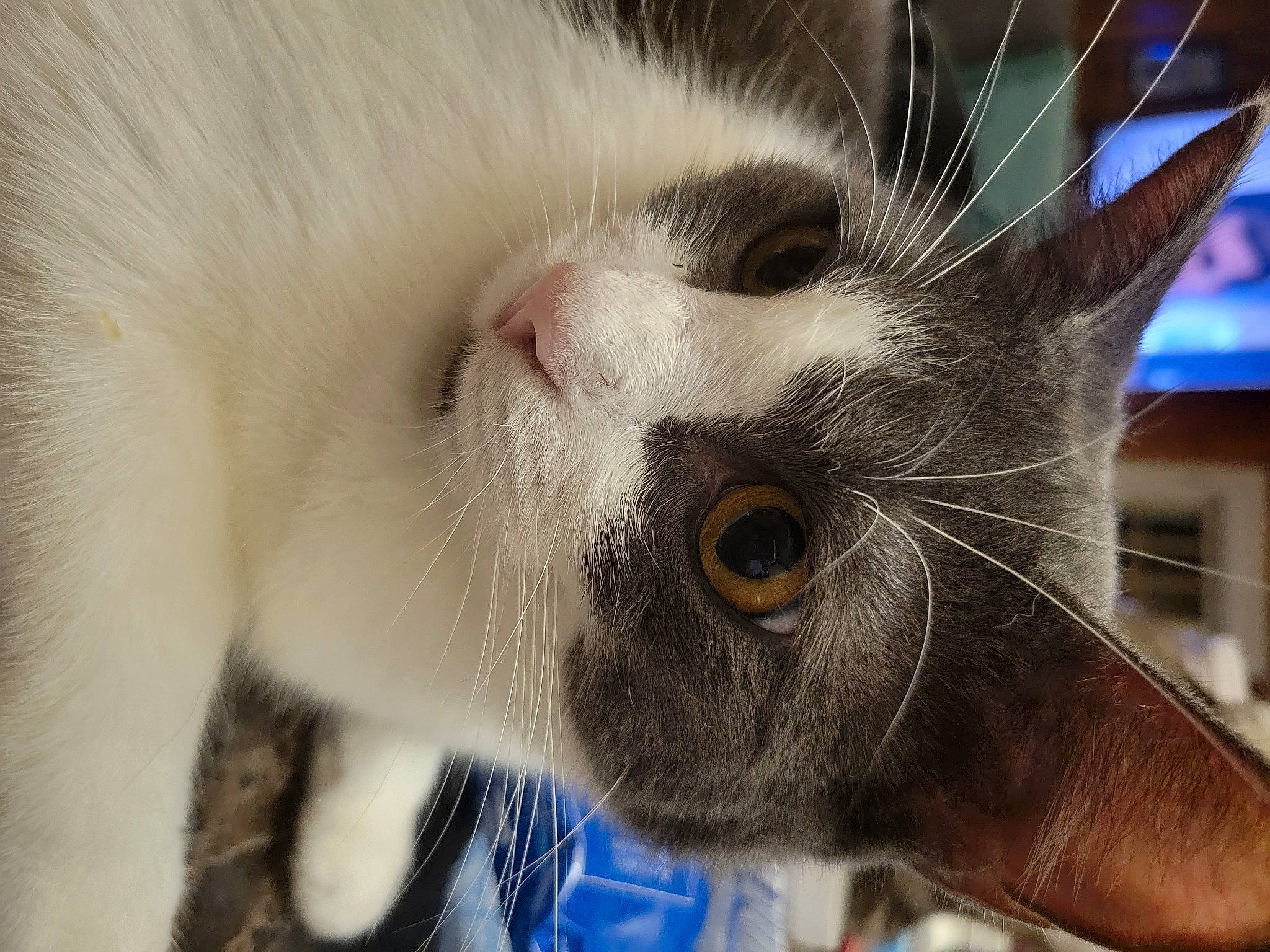 Sunshine is registered to the contest to win money with this photo: balinese, carnivore, cat, close_up, domestic_short_haired_cat, ear, electric_blue, eyelash, fawn, felidae, fur, paw, small_to_medium_sized_cats, snout, tail, thai, whiskers