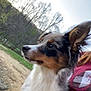 Willow is registered to the contest to win money with this photo: dog, pet, outdoor, nature, person, hand, fur, animal, tree, grass, sky, portrait, closeup, brown, white, black, ears, nose, eyes, holding